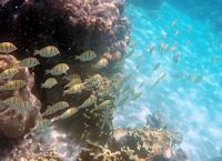 Sea Scooters, Cook Islands