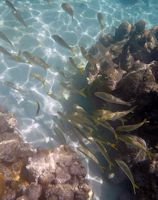 Sea Scooters, Cook Islands