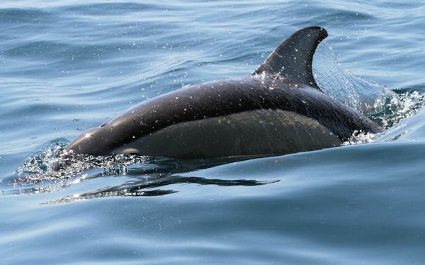 Dolphin Seafaris, Tauranga