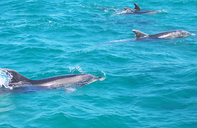 Dolphin Cruise, Bay of Islands, NZ.
