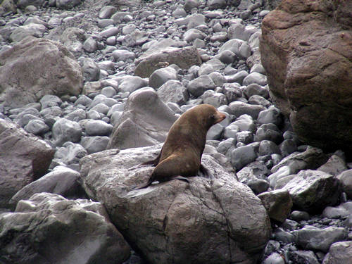 Cape Palliser seals