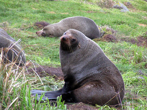 Cape Palliser seals