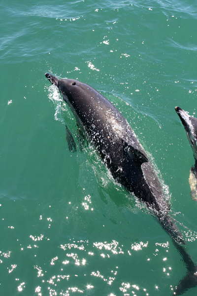 Dolphin Watching, Tauranga,  Bay of Plenty, NZ.