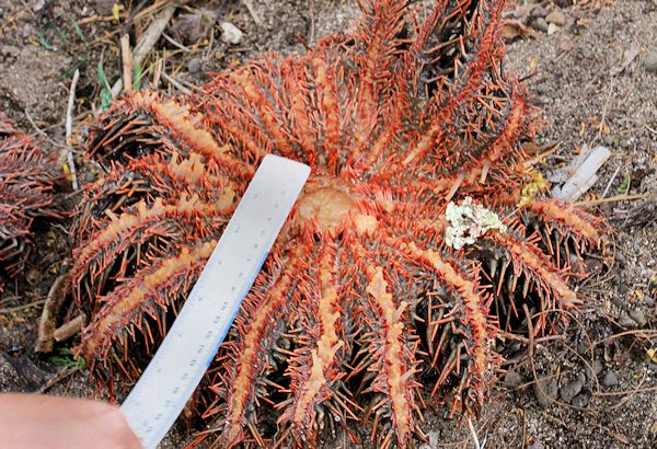 Crown of Thorns Starfish