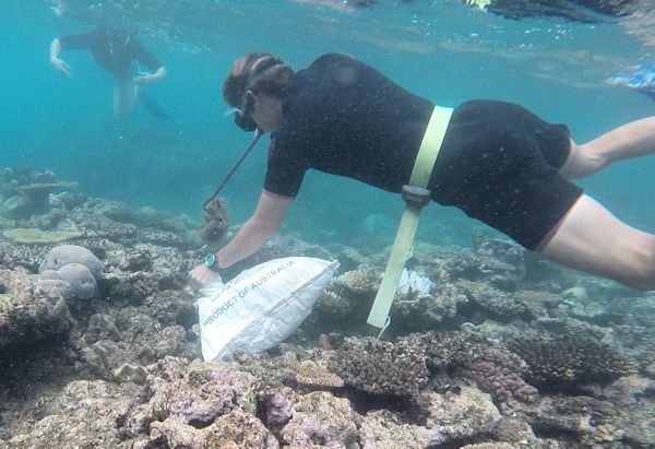 Crown of Thorns starfish hunting, Fiji