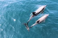 Dolphin Watching, Dolphin Seafaris, Tauranga,  Bay of Plenty, NZ.