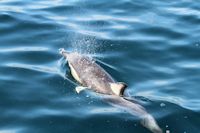 Dolphin Watching, Dolphin Seafaris, Tauranga,  Bay of Plenty, NZ.