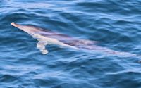 Dolphin Watching, Dolphin Seafaris, Tauranga,  Bay of Plenty, NZ.