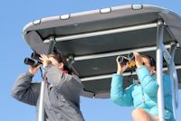 Dolphin Watching, Dolphin Seafaris, Tauranga,  Bay of Plenty, NZ.