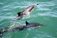 Dolphin Watching, Tauranga,  Bay of Plenty, NZ.