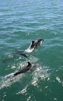 Dolphin Watching, Tauranga,  Bay of Plenty, NZ.