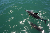 Dolphin Watching, Tauranga,  Bay of Plenty, NZ.