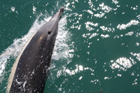 Dolphin Watching, Tauranga,  Bay of Plenty, NZ.