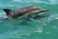 Dolphin Watching, Tauranga,  Bay of Plenty, NZ.