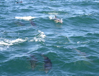 Dolphin Watching, Tauranga,  Bay of Plenty, NZ.