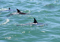 Dolphin Watching, Tauranga,  Bay of Plenty, NZ.