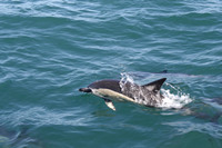 Dolphin Watching, Tauranga,  Bay of Plenty, NZ.