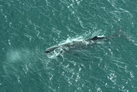 Whale Watching, Kaikoura, NZ