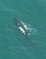 Wings Over Whales, Kaikoura