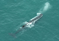 Whale Watching, Kaikoura, NZ