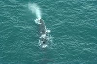 Wings Over Whales, Kaikoura