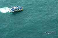 Whale Watching, Kaikoura, NZ