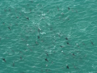 Whale Watching, Kaikoura, NZ