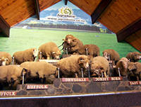 Agrodome in Rotorua