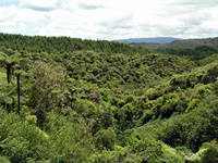 Waimangu Rotorua