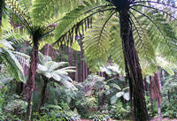 Lucy's Gully Taranaki, New Zealand