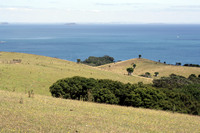 Waiheke Island, Auckland, NZ.