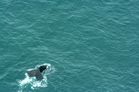 Wings Over Whales, Kaikoura