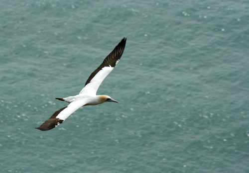 Gannets, Cape Kidnappers, NZ.