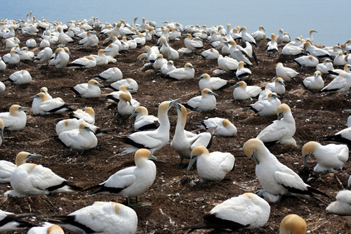 Gannets, Cape Kidnappers, NZ.