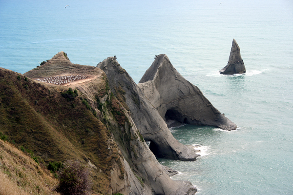 Gannets, Cape Kidnappers, NZ.