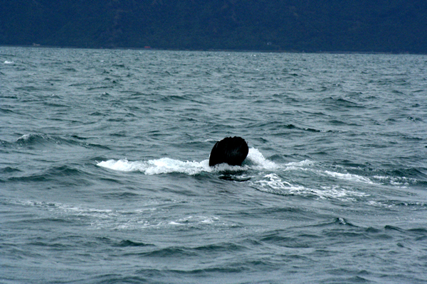Whale Watching, Kaikoura, NZ
