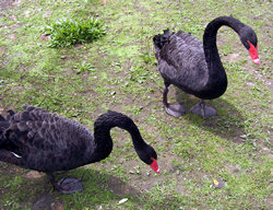 Katikati Bird Gardens