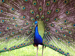 Katikati Bird Gardens