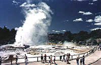 Geyser in Rotorua