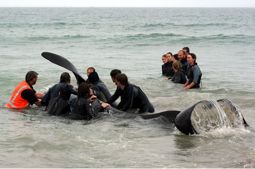 Nobby the Orca rescue, Papamoa Beach, NZ.