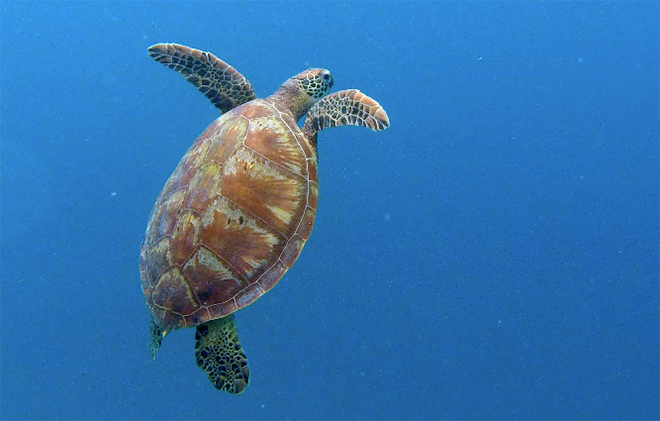 Turtle Safaris, Rarotonga