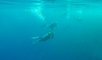 Diving, Uepi Island Resort, Solomon Islands