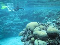 Diving, Solomon Islands