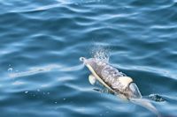 Dolphin Seafaris, Tauranga