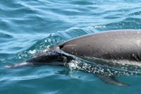 Dolphin Watching, Dolphin Seafaris, Tauranga,  Bay of Plenty, NZ.