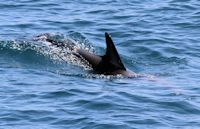 Dolphin Watching, Dolphin Seafaris, Tauranga,  Bay of Plenty, NZ.