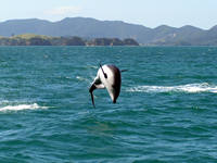 Dolphin Watch, Bay of Islands, NZ.
