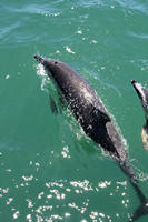 Dolphin Watching, Tauranga,  Bay of Plenty, NZ.