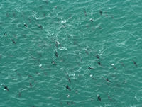 Wings Over Whales, Kaikoura
