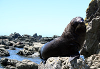 Seals, Kaikoura, New Zealand